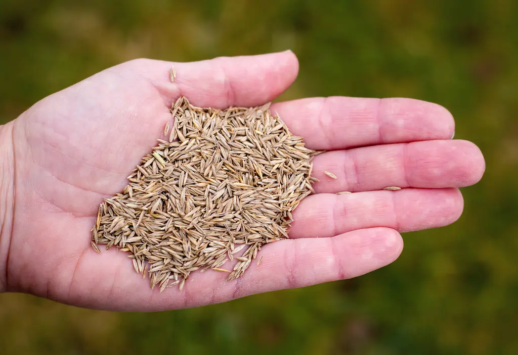 premium grass seed blend tailored for edmonton in hand