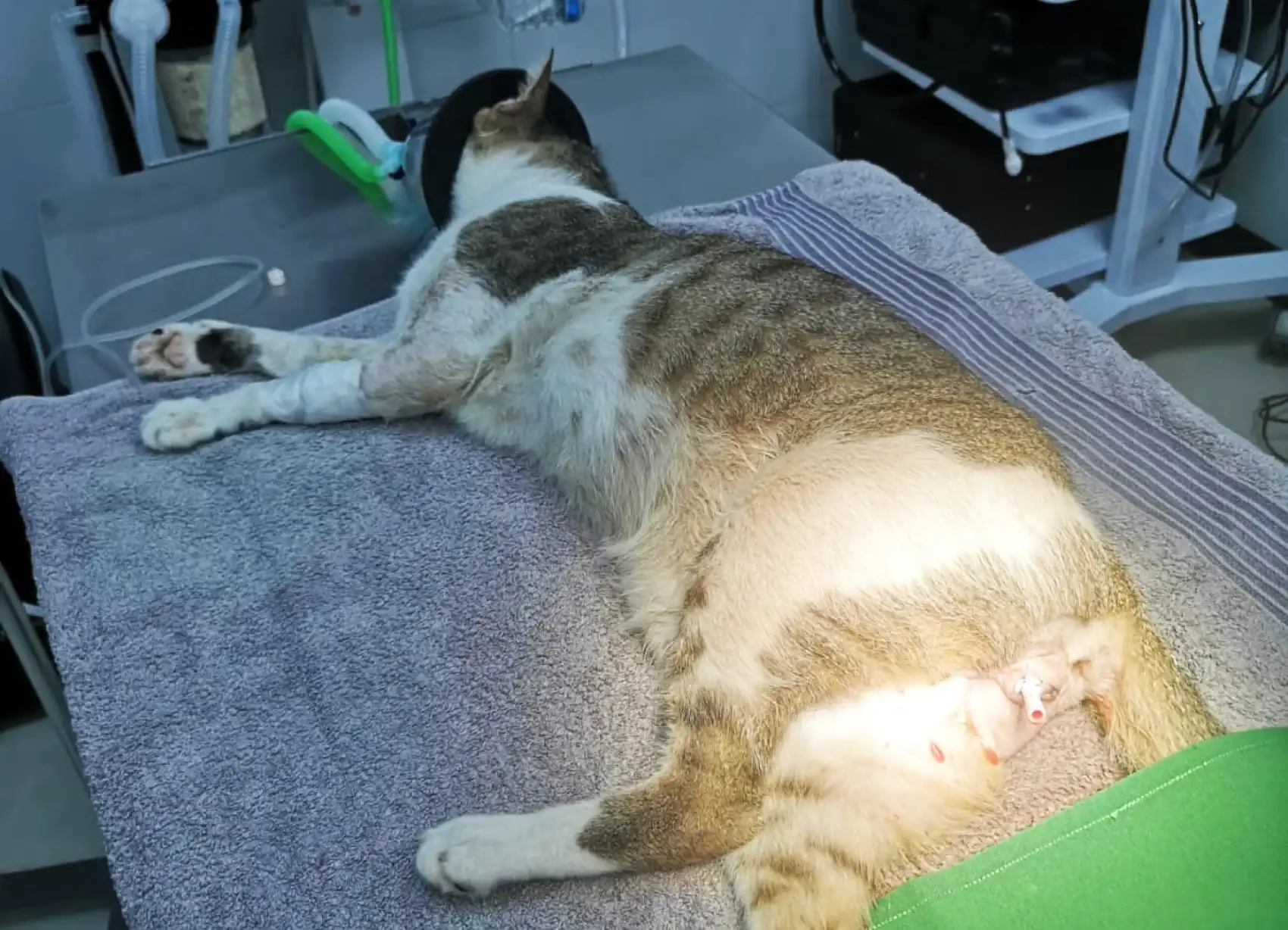 Lyle lies anesthetized on a surgical table covered with a grey towel. Photo shows a urethral catheter is placed to relieve the intense pressure in his bladder.
