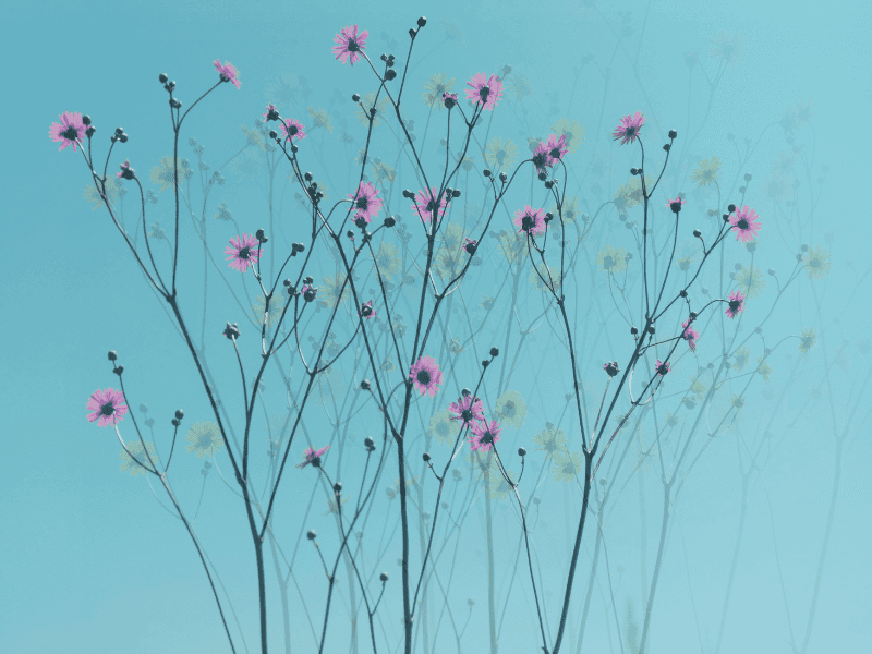 zarte Blumen mit Blüten vor blauem Himmel