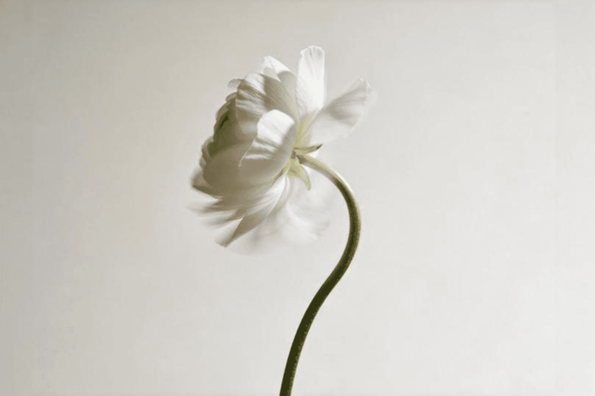Cover image for “The art of white space in modern interfaces”
