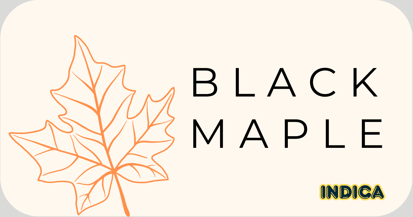 Green Goods Black Maple strain-card design displayed as a complete horizontal graphic.
