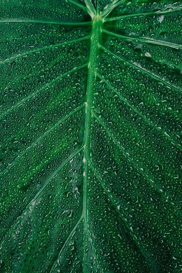 A single vibrant green leaf adorned with raindrops, symbolizing the future of luxury as a space for serenity, reflection, and stepping away from excess – where true wealth lies in reimagining life’s impact, beyond codes and constant visibility.