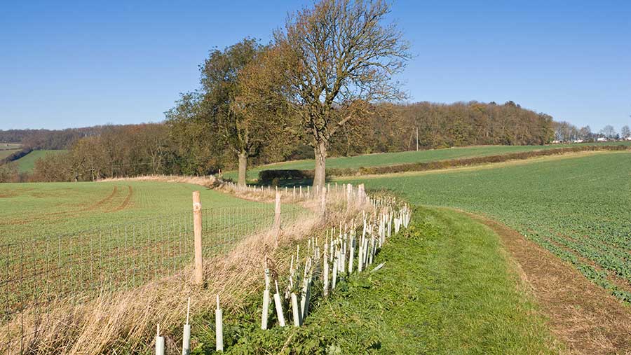 A tranquil japanese garden with a bamboo water feature.
