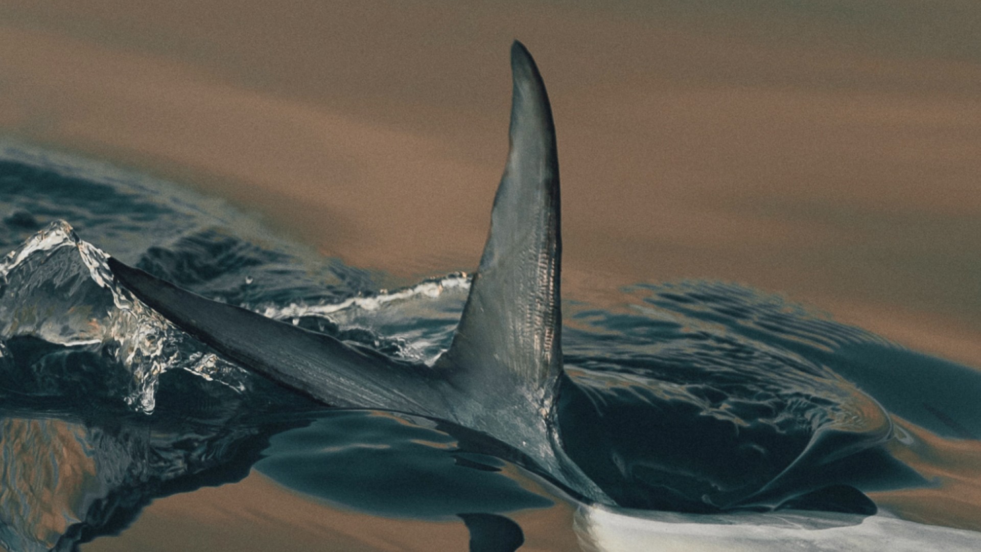 Close-up of a Permit tailing on a shallow and slicked out flat
