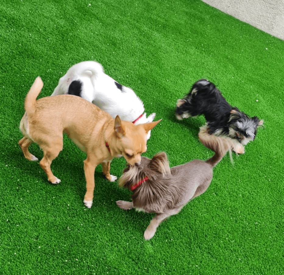 doggy daycare dubai google review