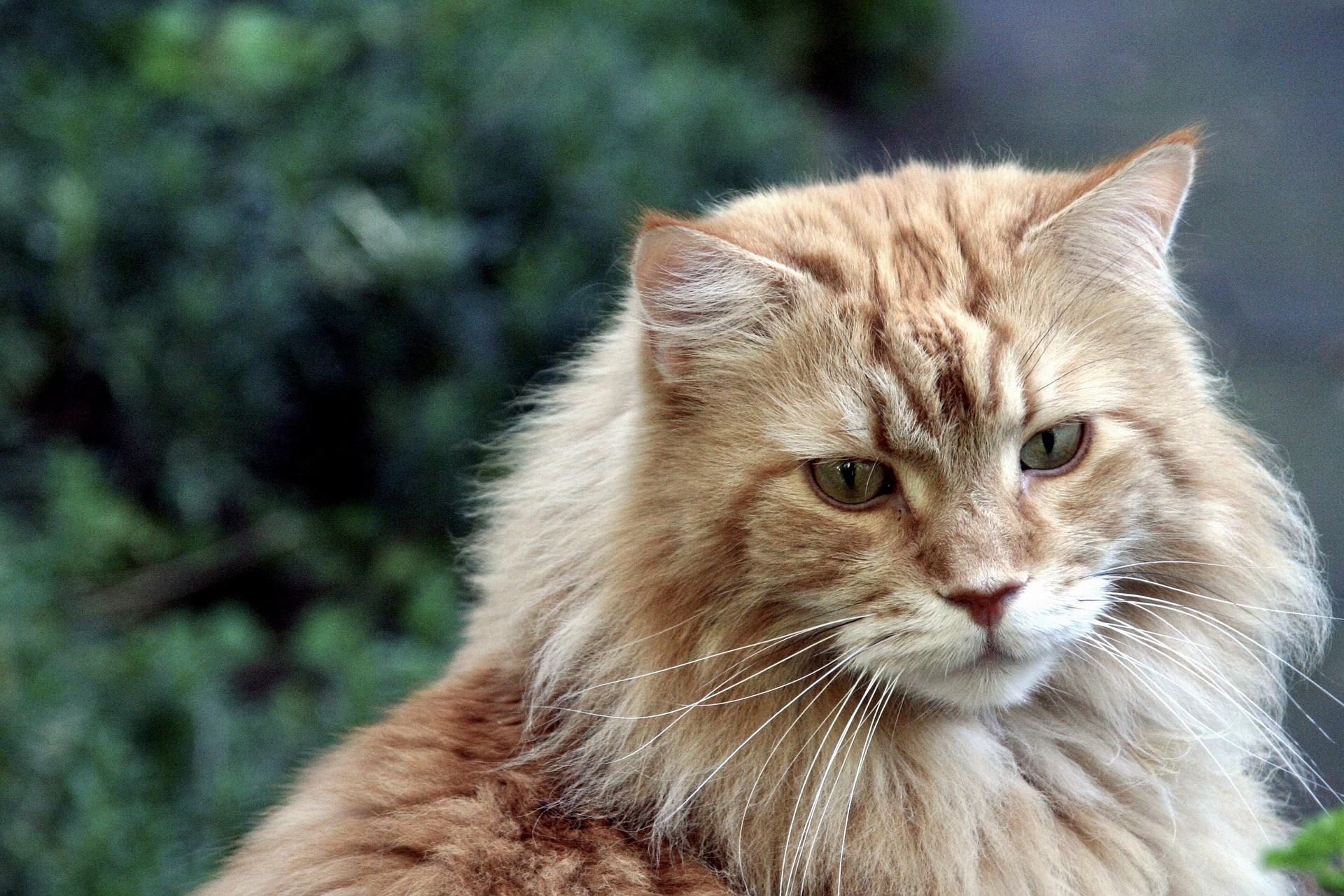 A Maine Coon is sitting down and looking closely at something.
