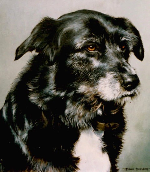 border collie dog painting with plain background