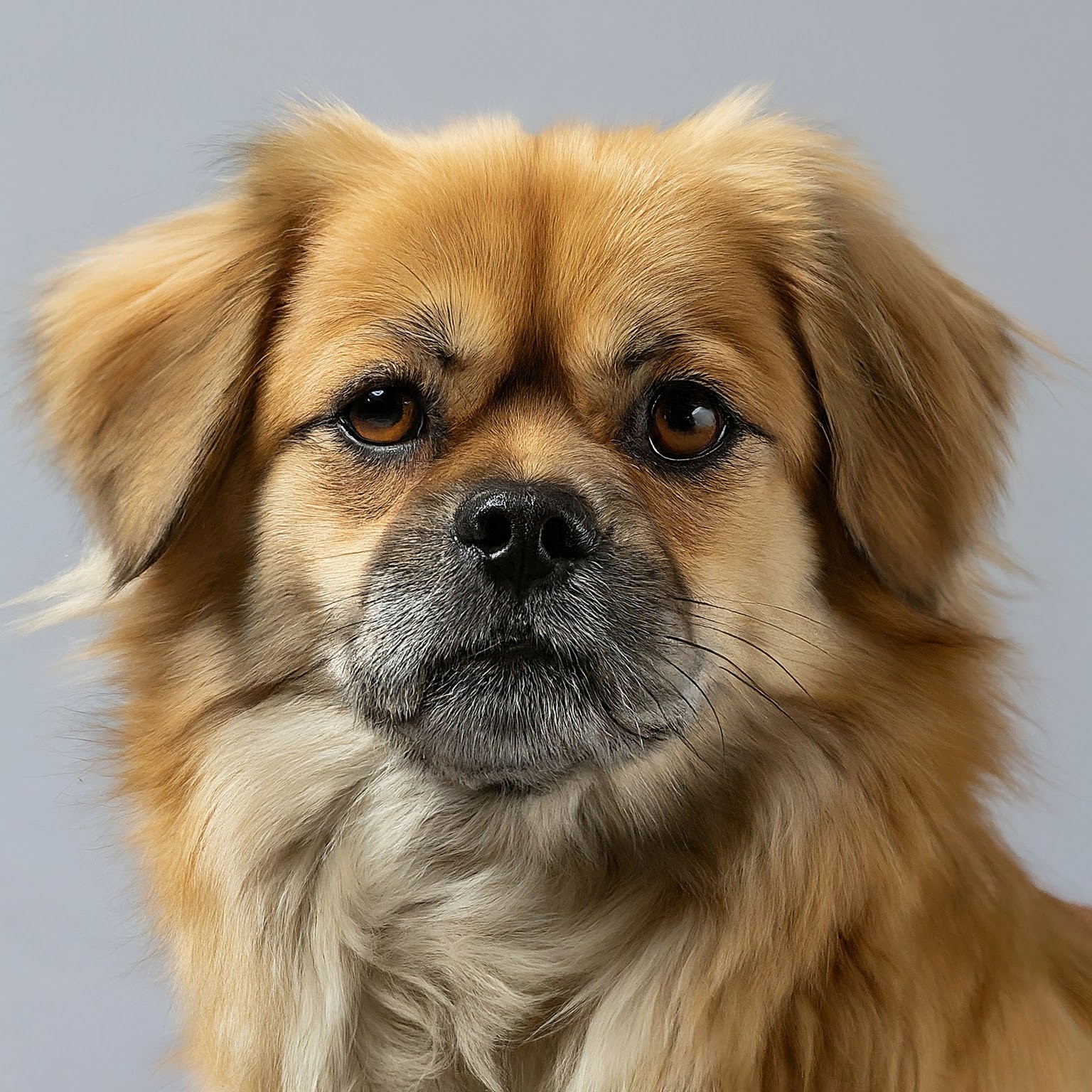 BUDDYUNO, Tibetan Spaniel