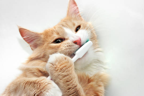 A cat is brushing her teeth for good dental health