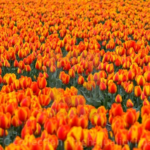 tulipes