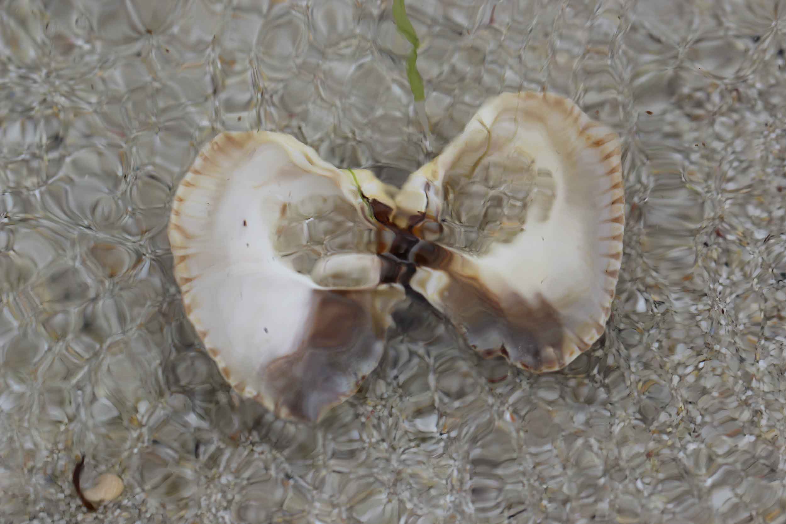 blue sky and white clouds over the sea