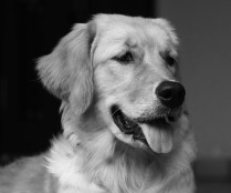 dog, golden retriever,black and white photo