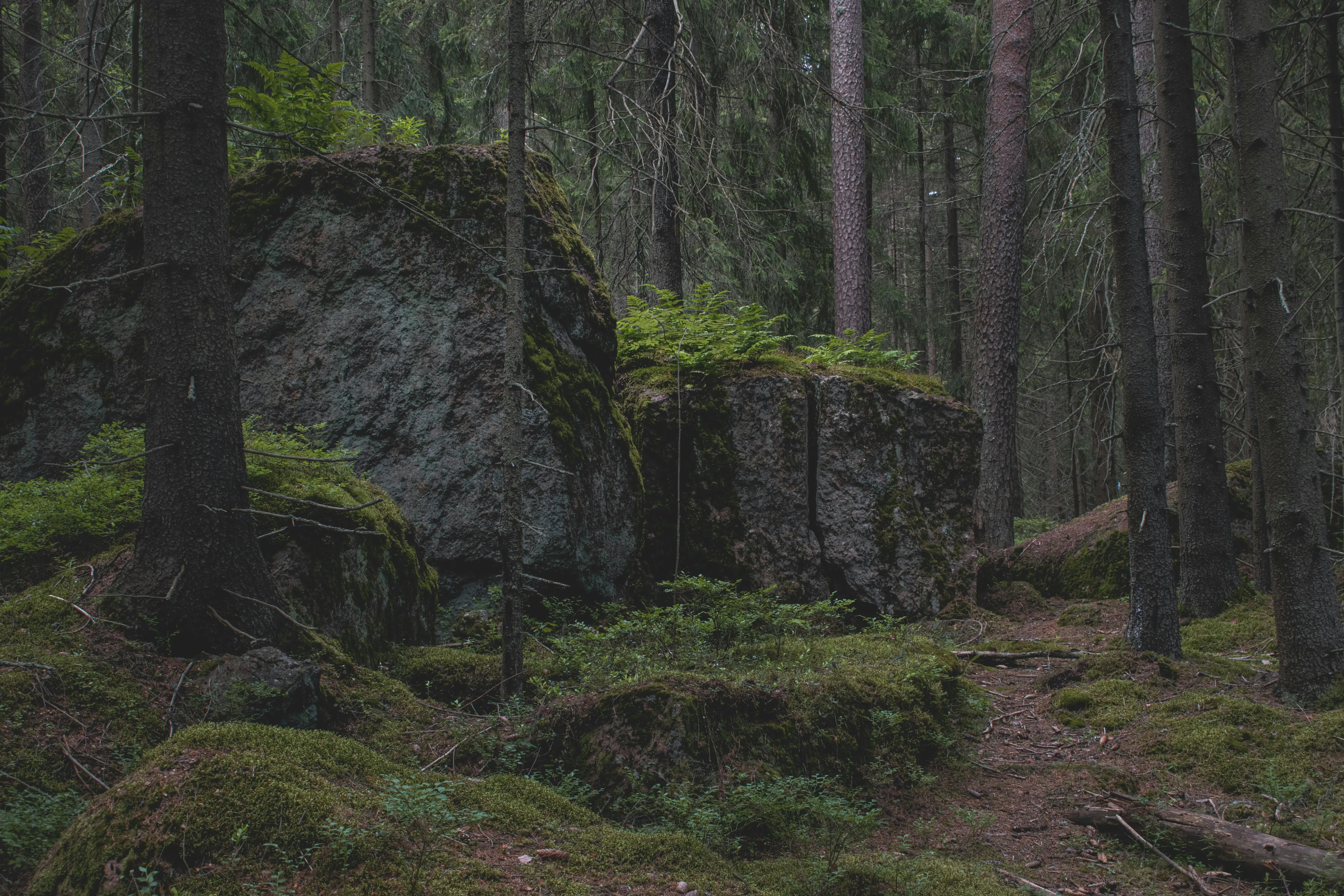 a mossy and humid forest with two big boulders covered in herbs and moss, chlaroscuro and ample shot representing a shot of musings and reflections