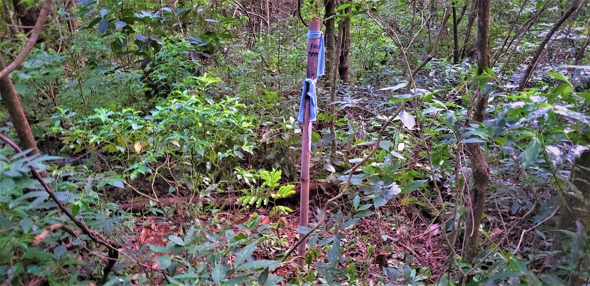 Estaca de bambu com fita azul marca muda plantada no sub-bosque da mata