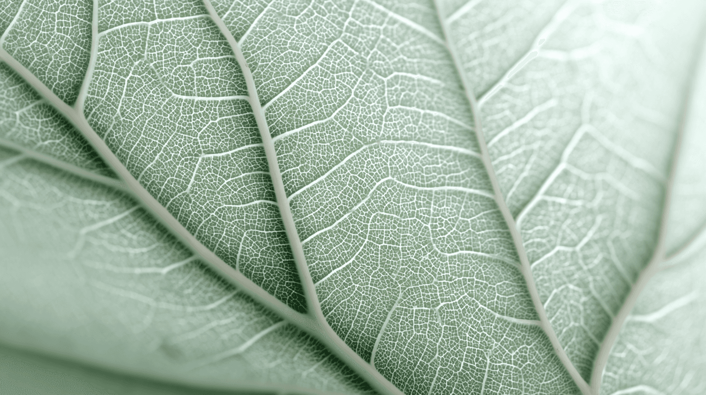 soft blurred leaf macro