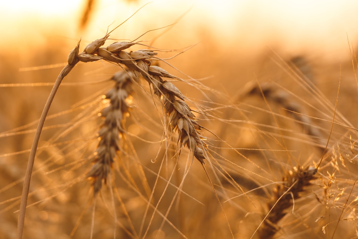 Close-up of a ripe wheat stalk in a golden field, a grain that naturally contains gluten