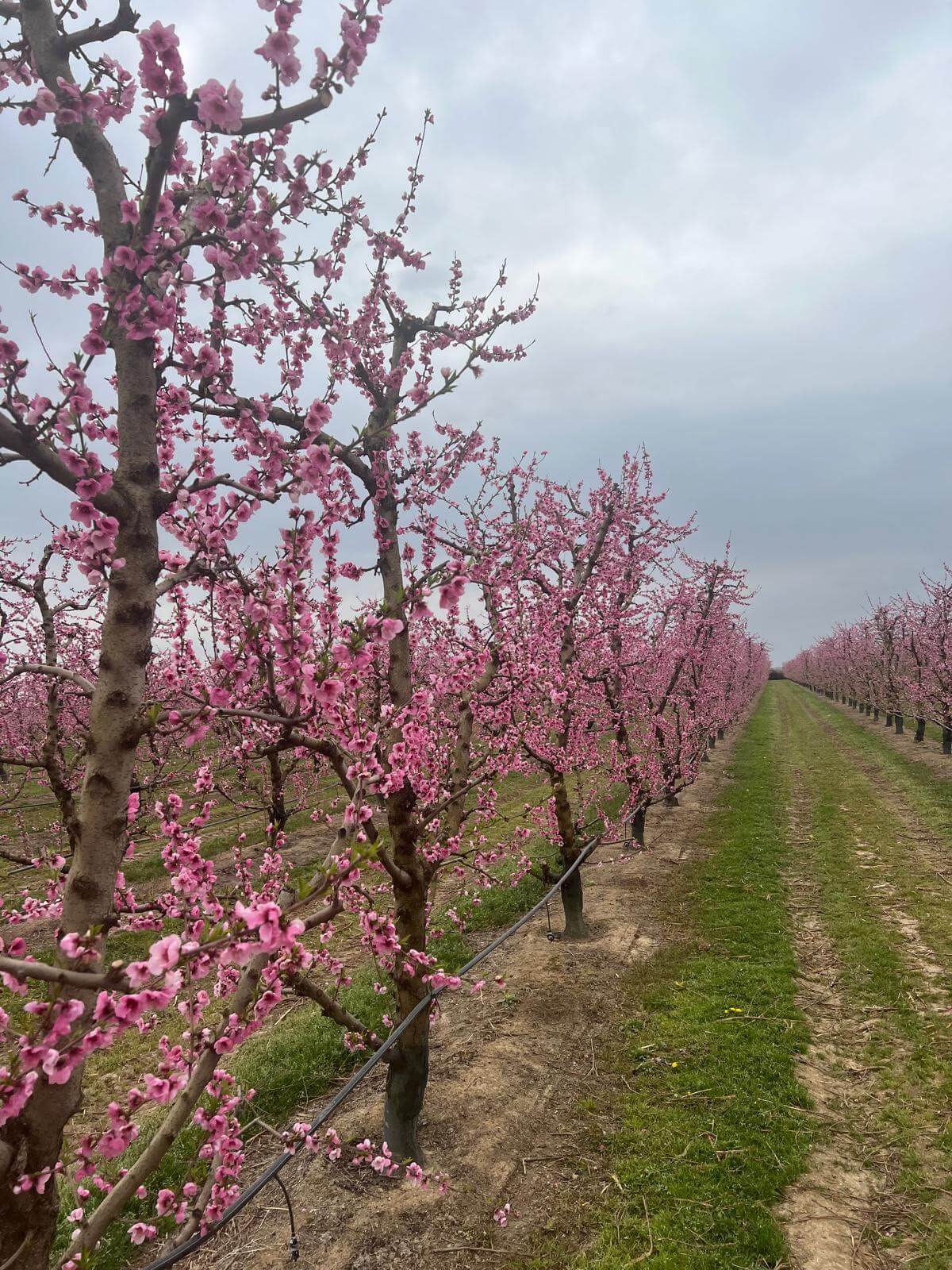 Peach orchard in full bloom, spring season at Gabriela Fruit farms