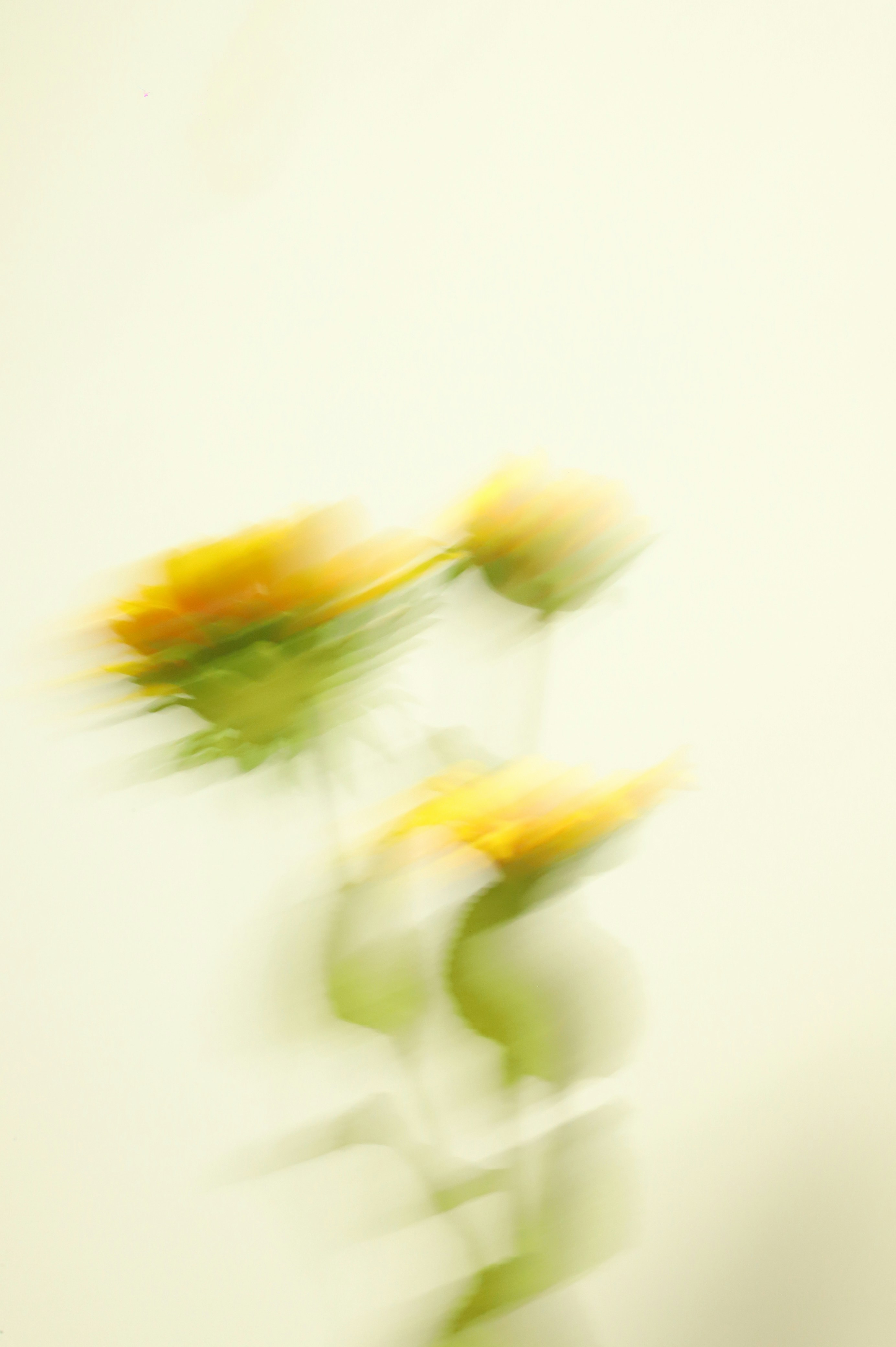 Flora image 1