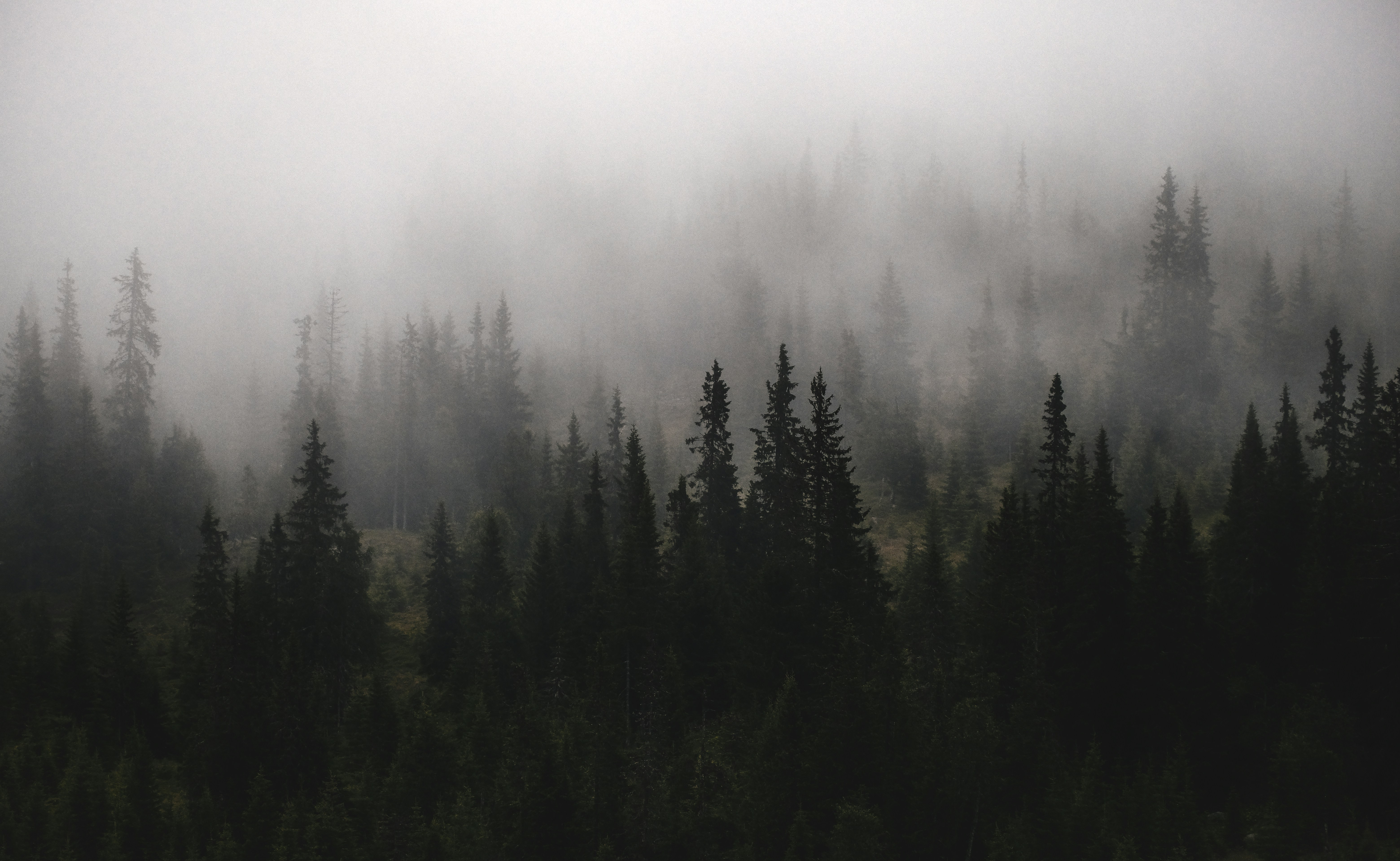 A forest ridge under low cloud at first light