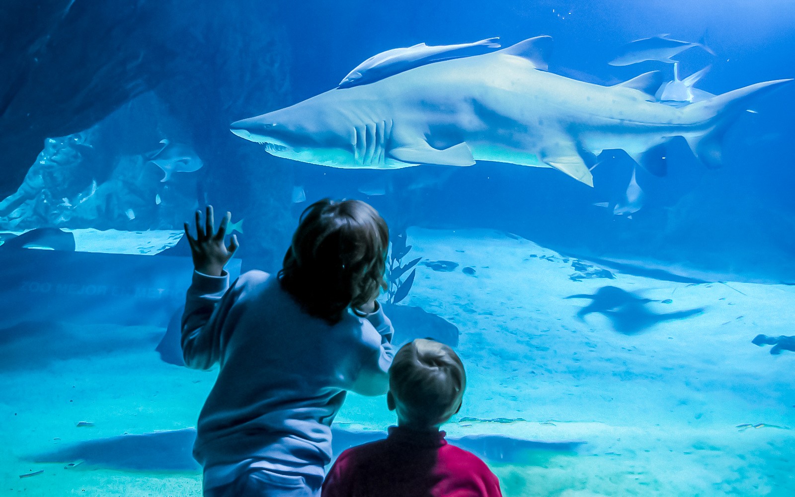 Children observing a shark in the tank at Madrid Zoo Aquarium.