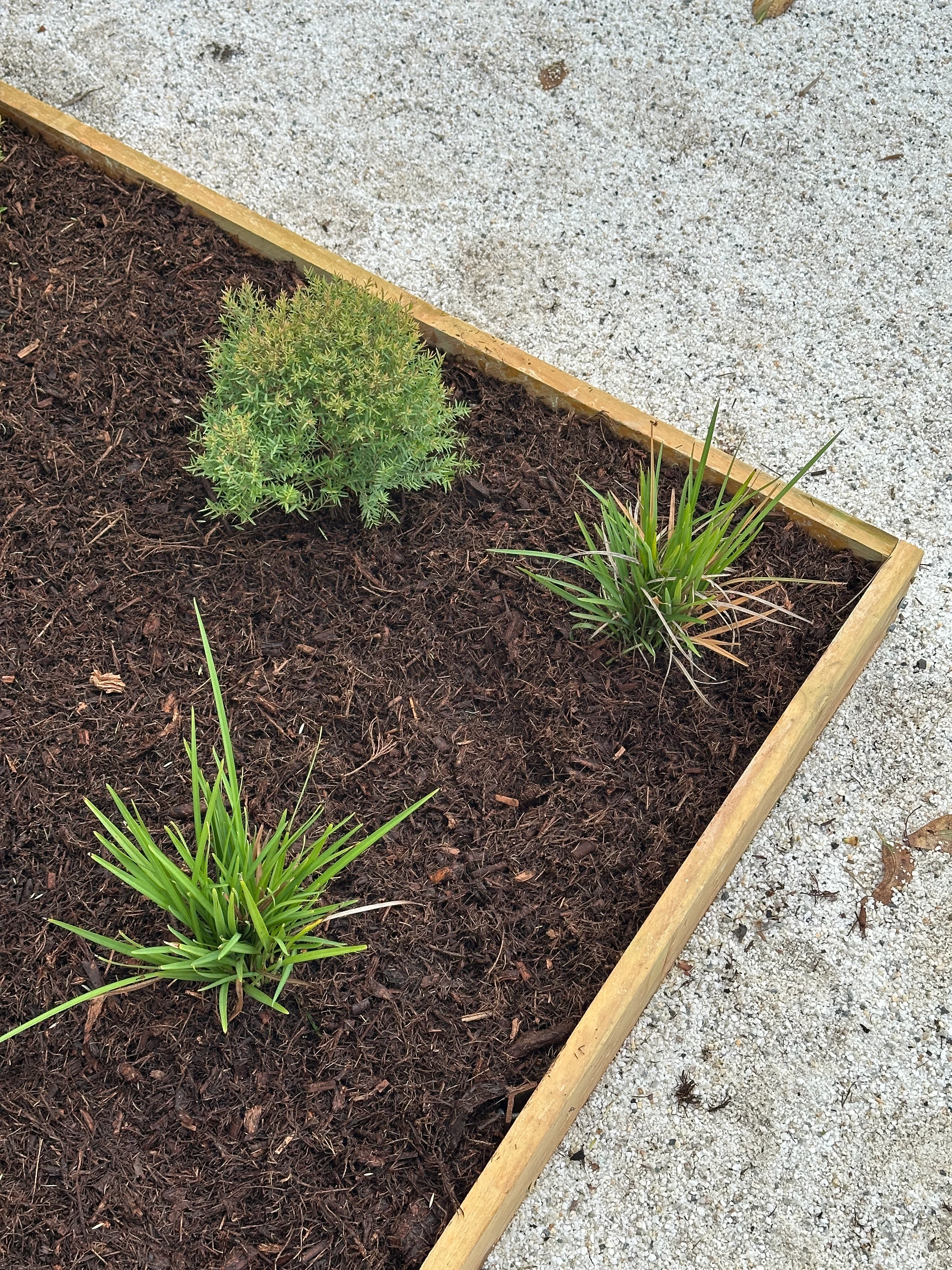 Fresh mulch and plants during a garden clean up in the Northern Rivers