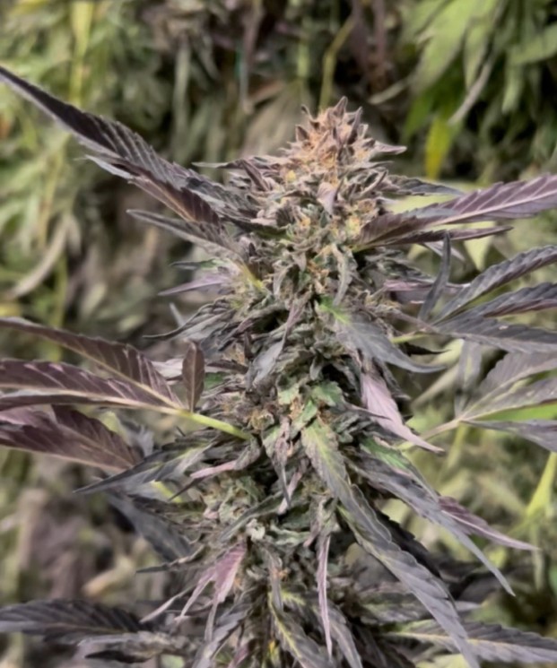 Gelato 41 ECCO Certified Exotic Cannabis Flower Noble Pacific