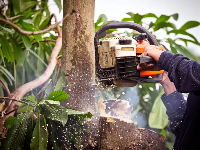 Nampa tree removal