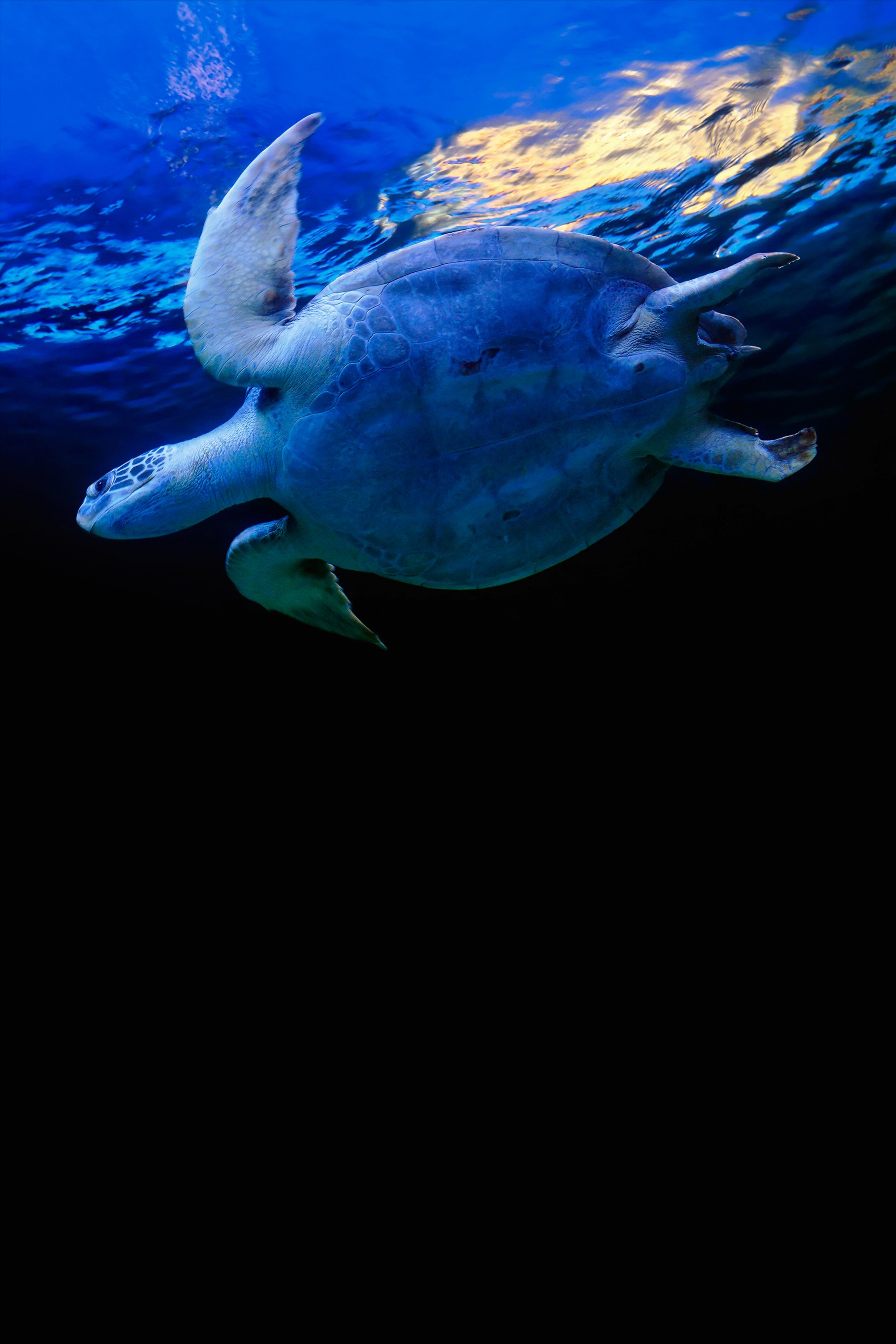 Close-up of a sea turtle swimming toward the ocean’s surface