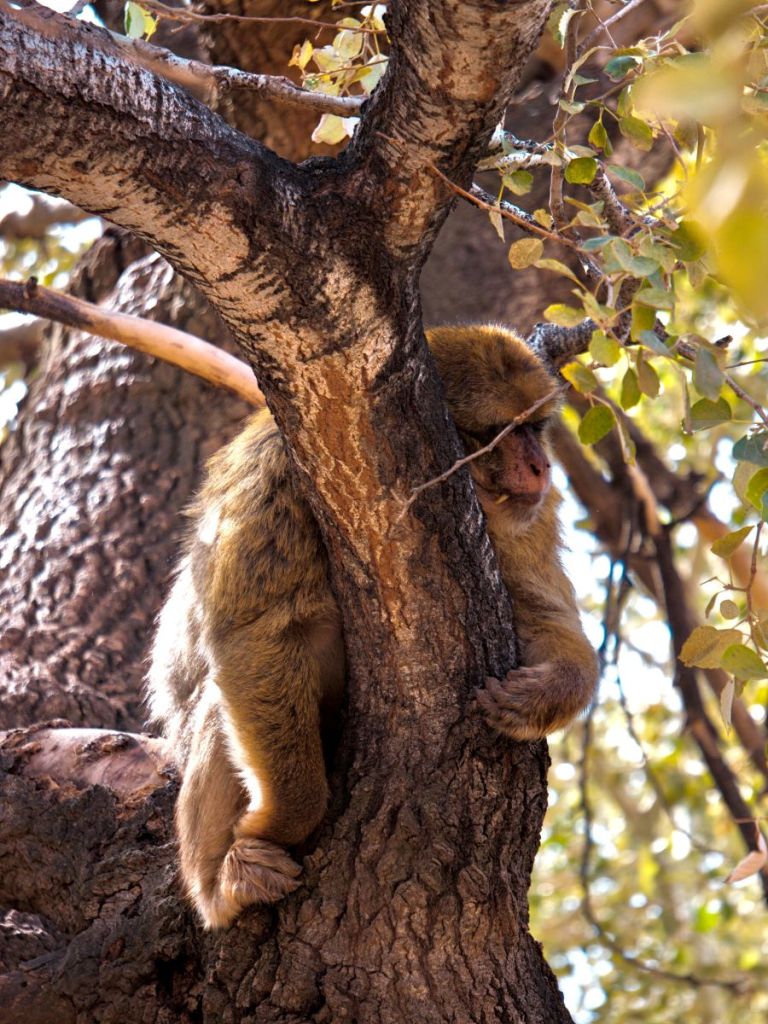 monkey sleeping on a branch, ouzoud waterfall