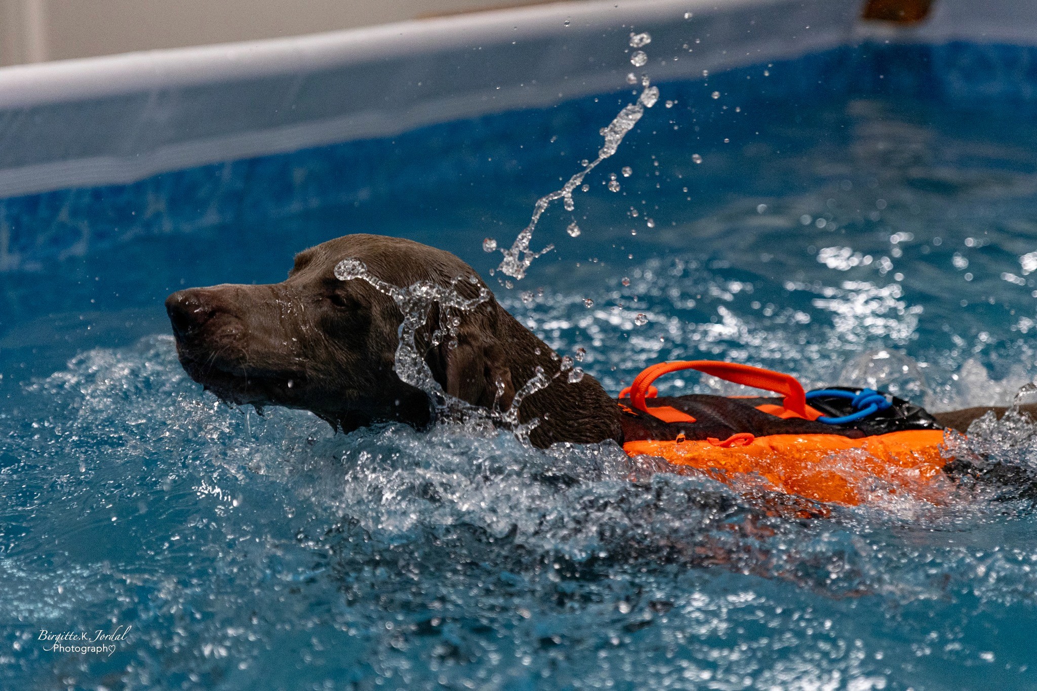 brown and white long coated dog on green grass field during daytime