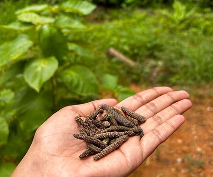 A dried long pepper holding in hand