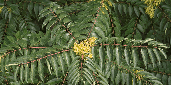 Ailante glanduleux (Ailanthus altissima)