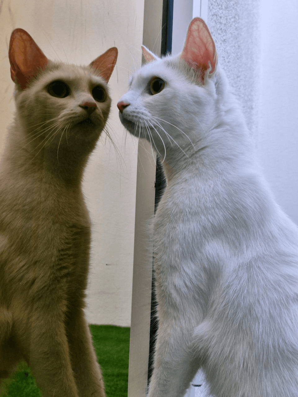 White cat looking at its reflection in a glass door; indoor cats can still get cat fleas.