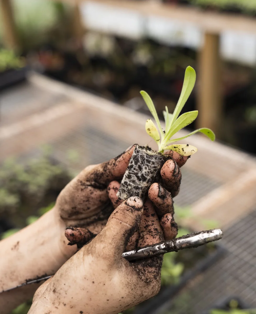 Young plant growing in hands