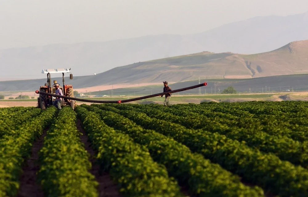 DAP gübresi ve çevre dostu mikrobiyal gübre alternatifleri hakkında konuşalım ve Cherry Mic.’in bu alandaki yenilikçi çözümlerini inceleyelim!