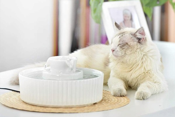 Finding the Right Feline Fountain
