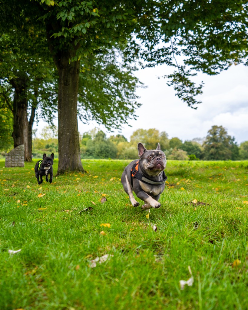 Dog running in grass