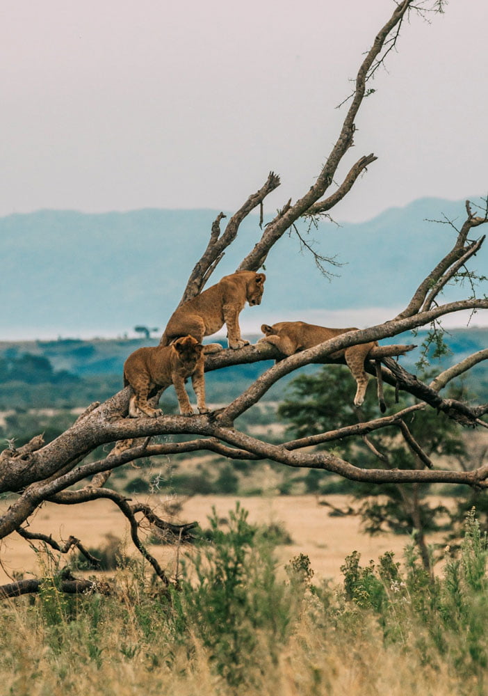The-Higlights-Ugandas----11-tägige-Safari-5