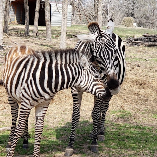 تذاكر دخول سفاري فرانكلين للقيادة: تذاكر الدخول في فرانكلين