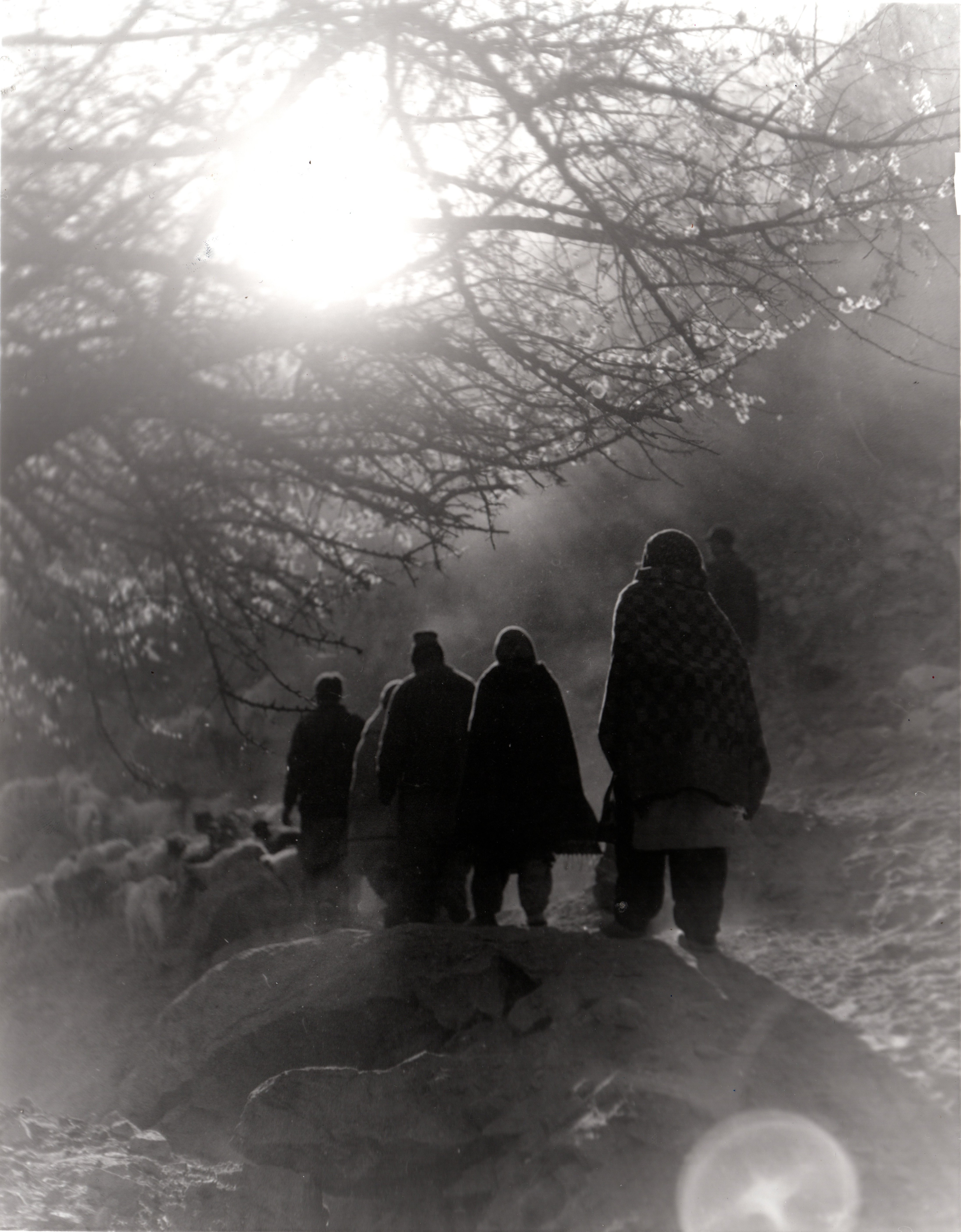 herd of sheep on road painting