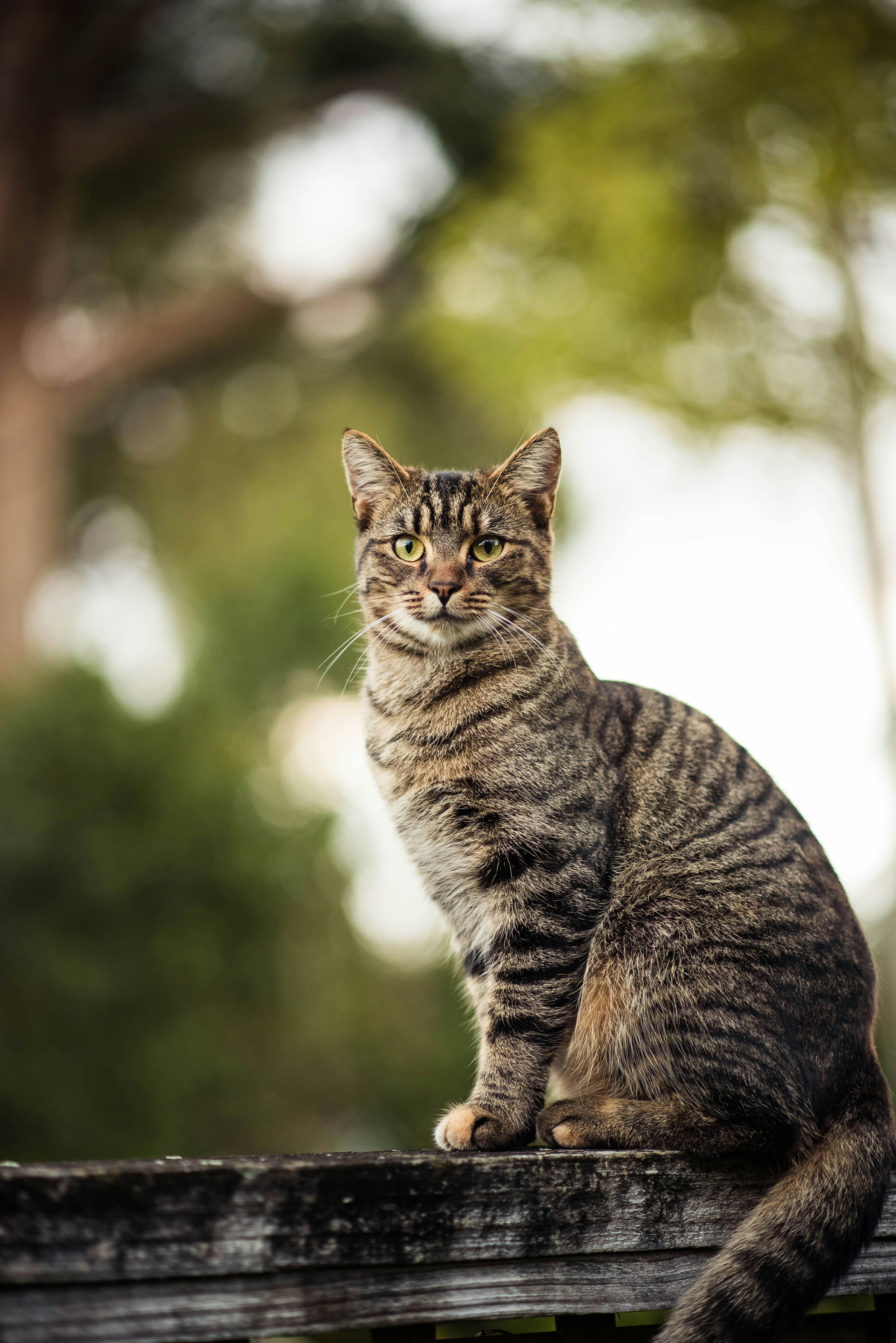 brown tabby cat on wooden beam