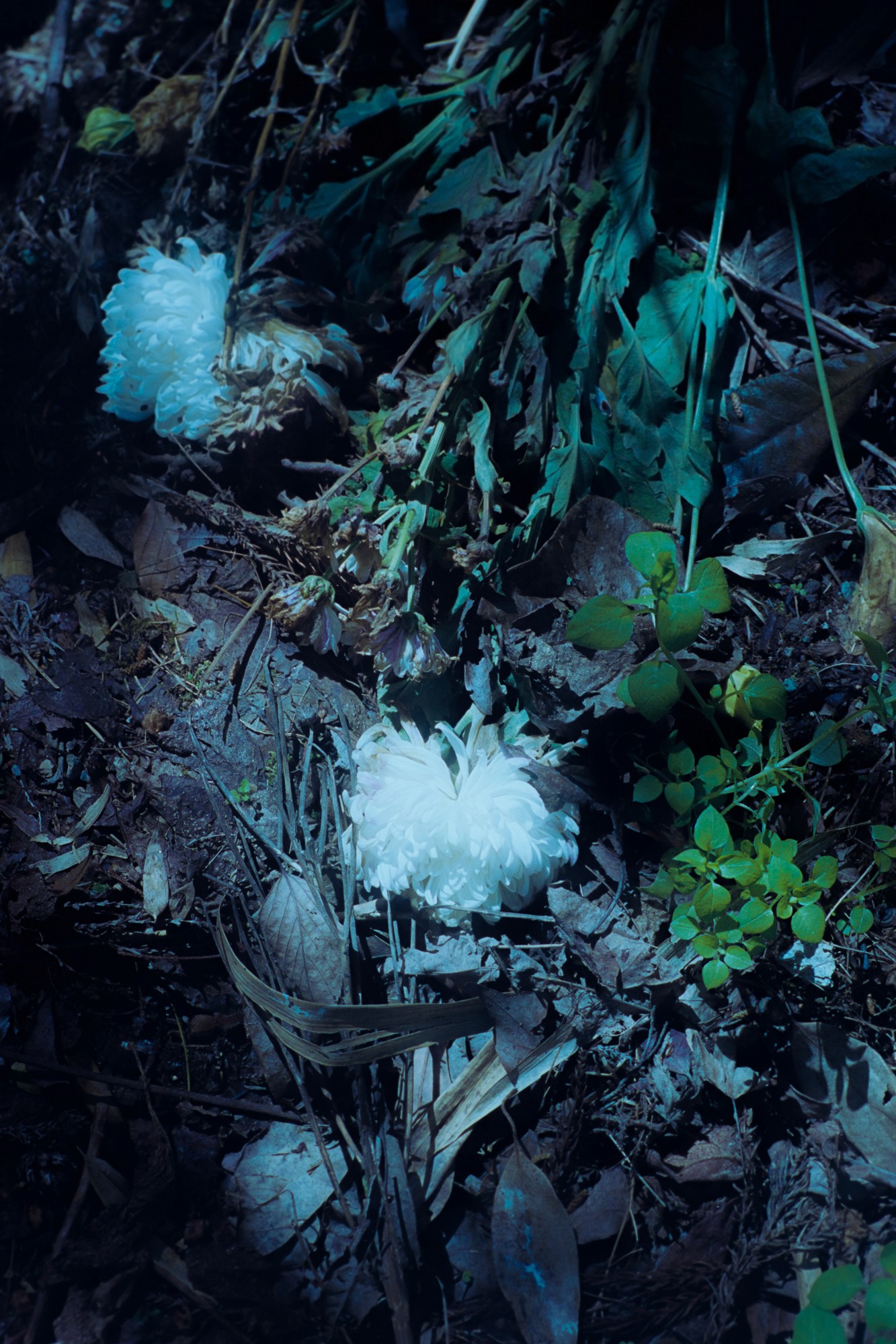 Taisei Matsumoto, 2023 exhibition work 025