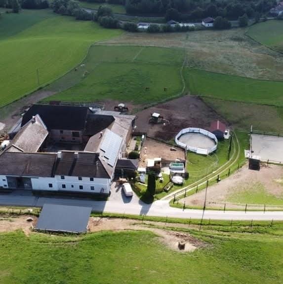 Close-up of lush, dark green leaves, some glossy and wet, against a muted background.