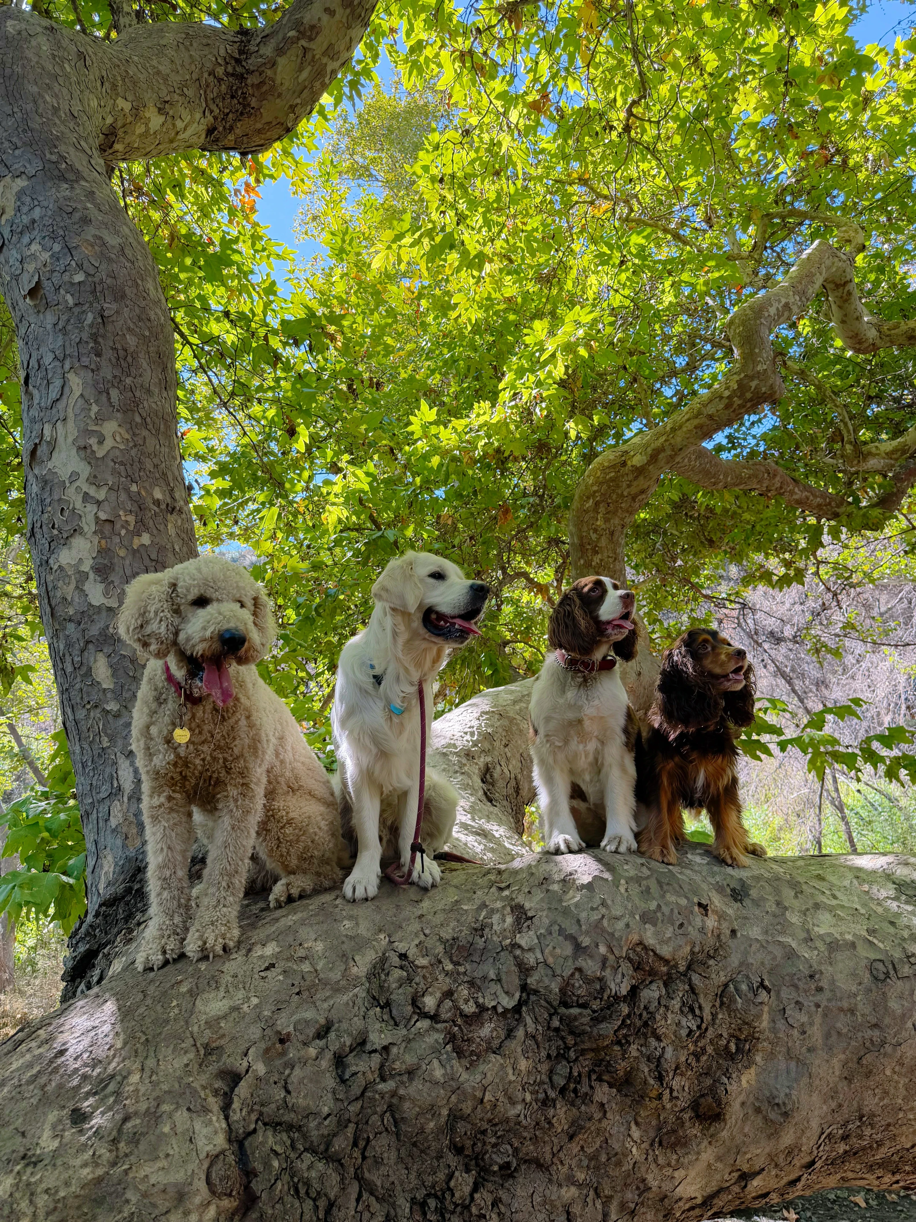 Four dogs perched on a sycamore limb under a leafy canopy