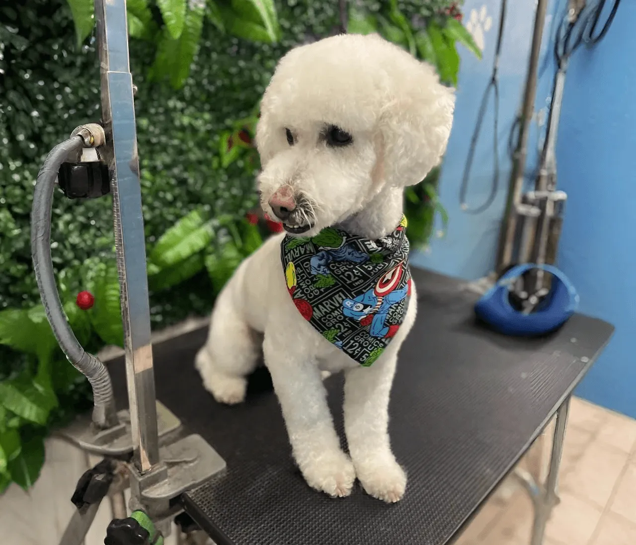 Un caniche blanco con pañuelo de superhéroes sentado en una mesa de peluquería canina.