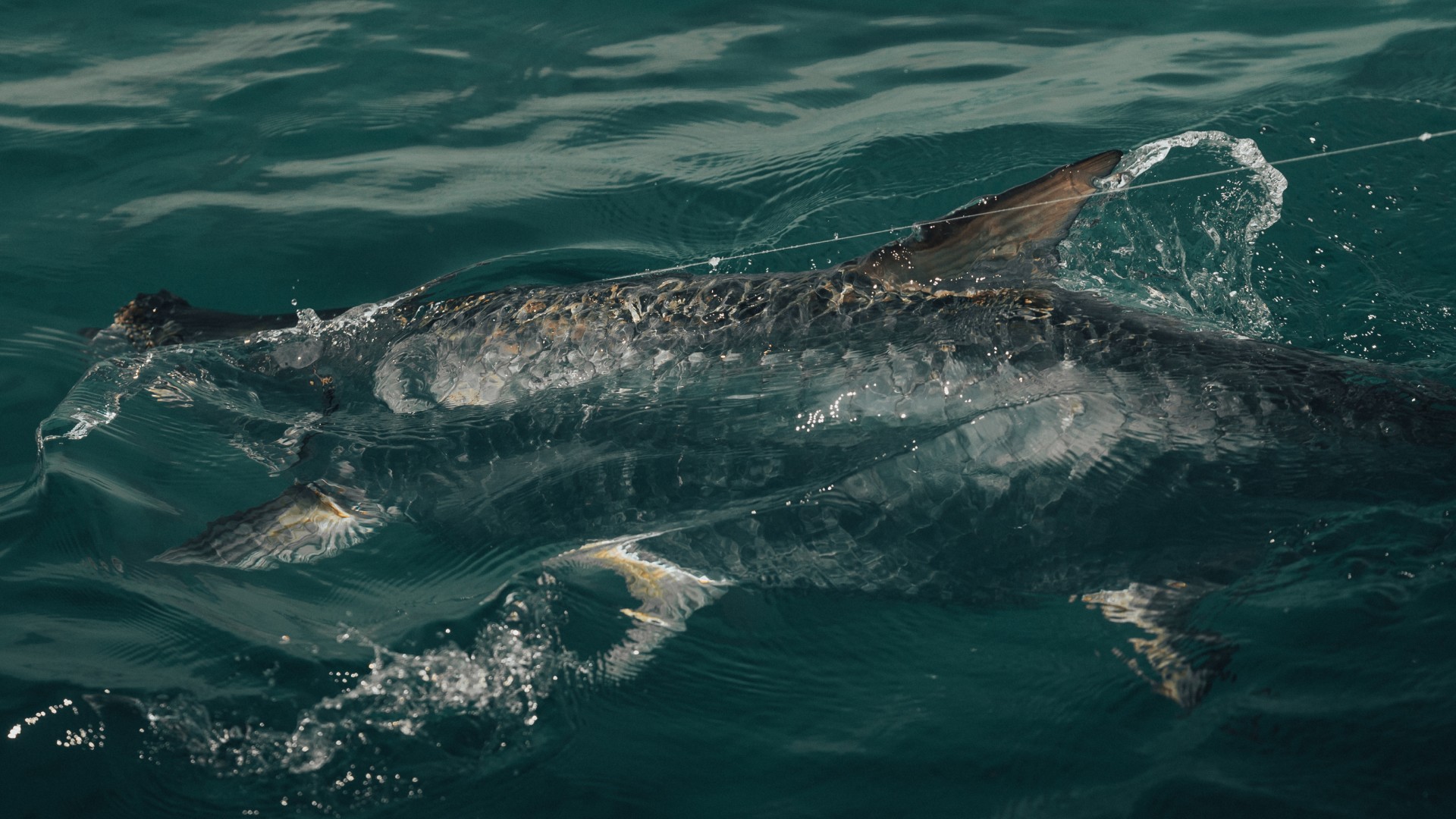 Tarpon rolling in the surface,with it's big scales clearly visible in the sun