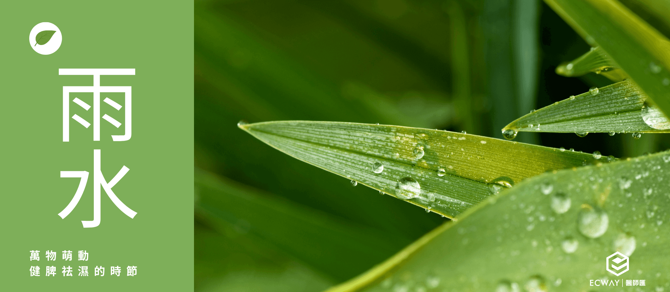 雨水：萬物萌動 健脾祛濕的時節