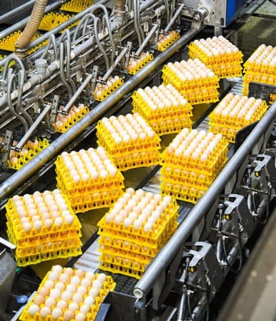 Rows of fresh, pale brown egg products in bright yellow plastic trays move along a modern food processing conveyor belt.