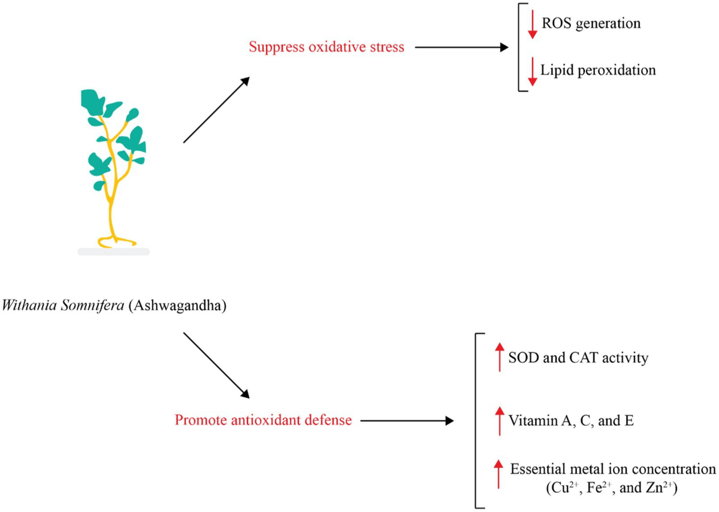 Illustration of Ashwagandha (Withania Somnifera) showing its antioxidant benefits and role in reducing oxidative stress.