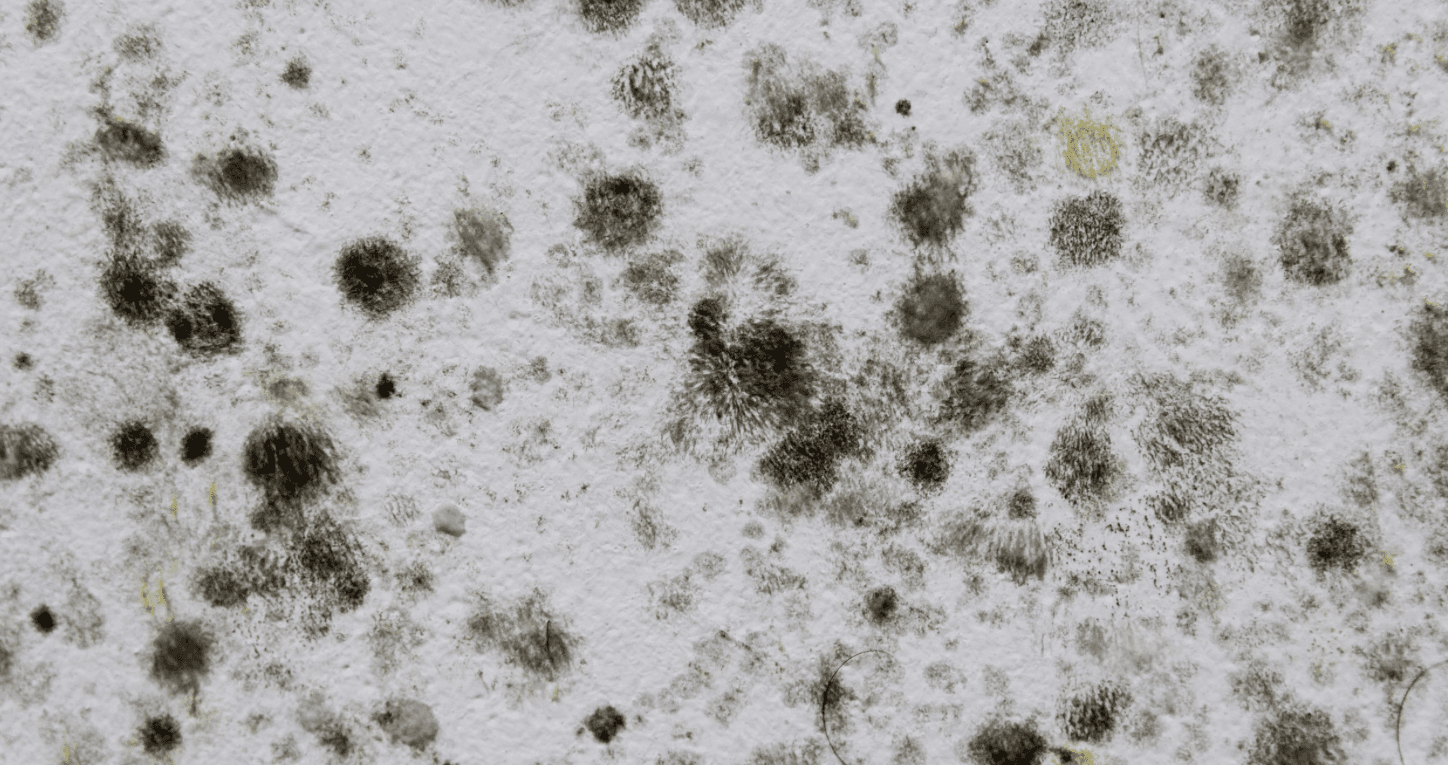 image of mold colonies